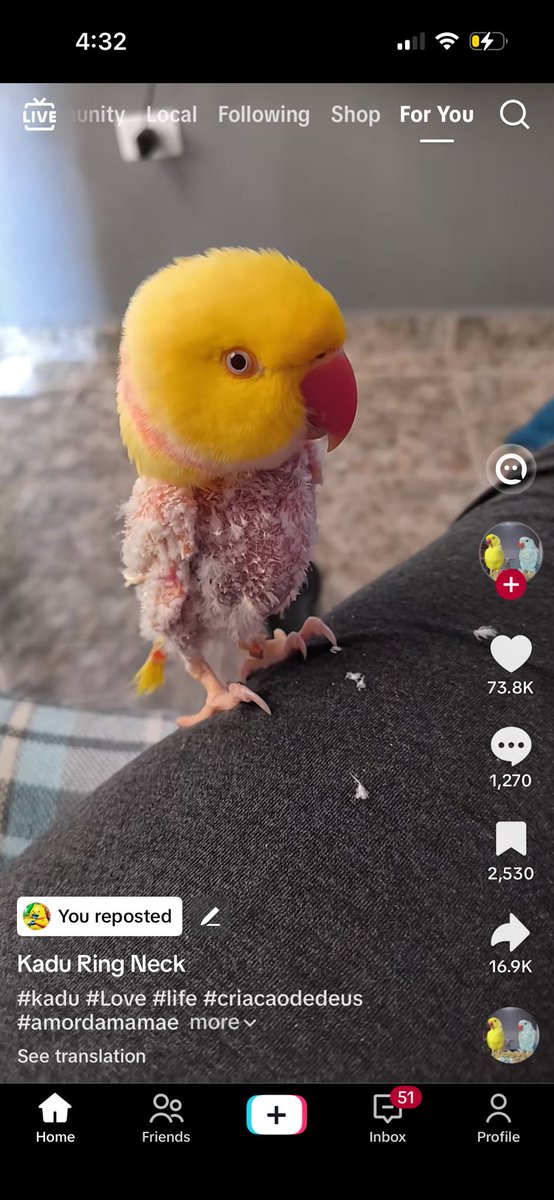 2771419s's tweet photo. i really like this bird i just have this in my camera roll and then i think about it randomly. i hope he is okay https://t.co/ATs4HEqXLt