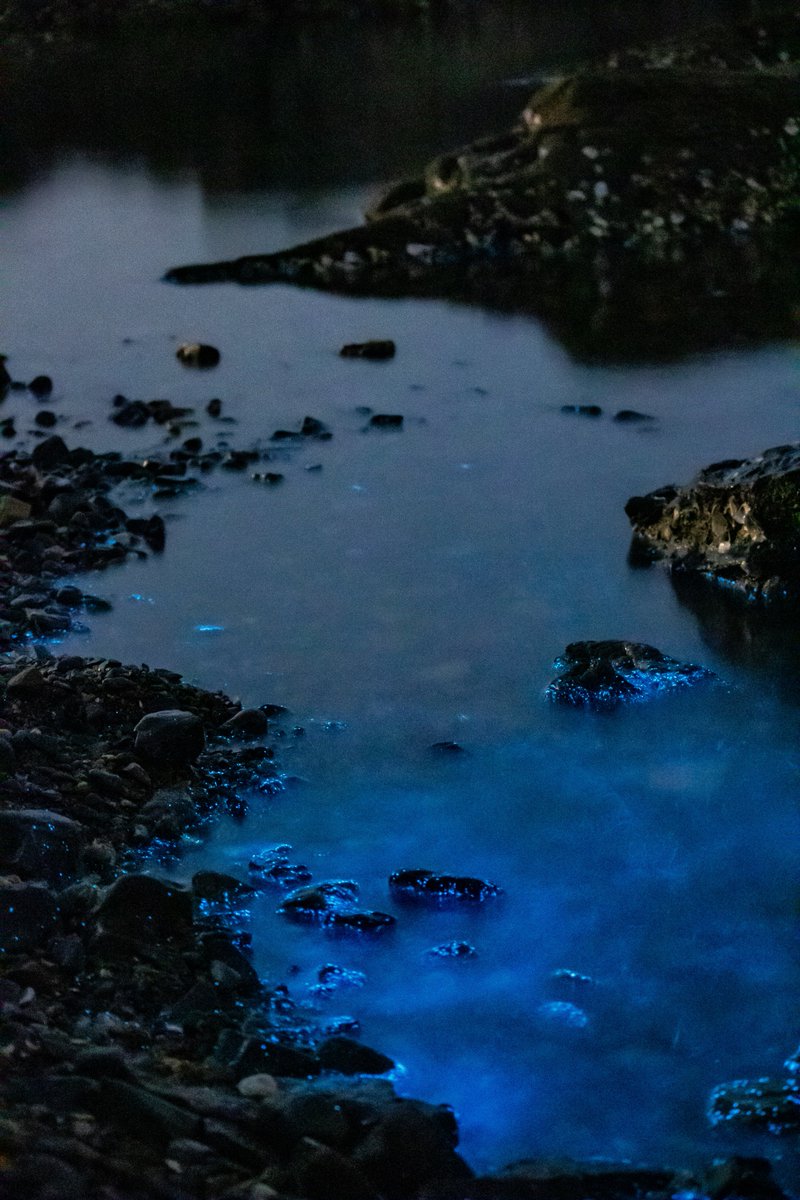 earthcurated's tweet photo. Some beaches light up at night because of tiny organisms that have been doing this for hundreds of millions of years.

Nature was inventing neon long before we did. https://t.co/f2n4QDtU8c