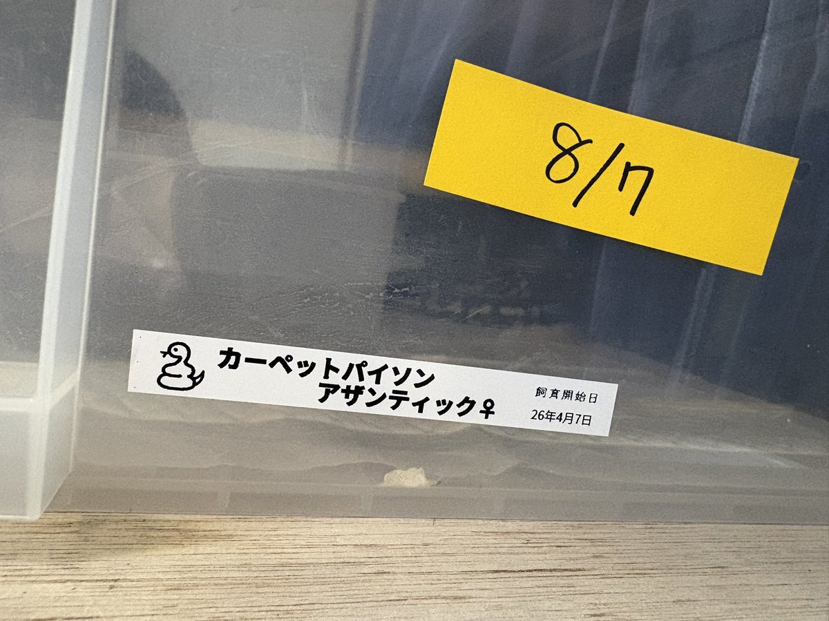 8000tetsuya's tweet photo. CASIOのネームランドでボールパイソン達8匹のネームシール作って貼った🙂 https://t.co/bTR91doeL1