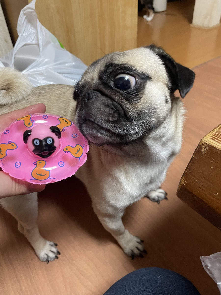 パグちゃん♪welcome パグちゃん♪welcome パグの日🐶おめでとうございます㊗️ 世界中の