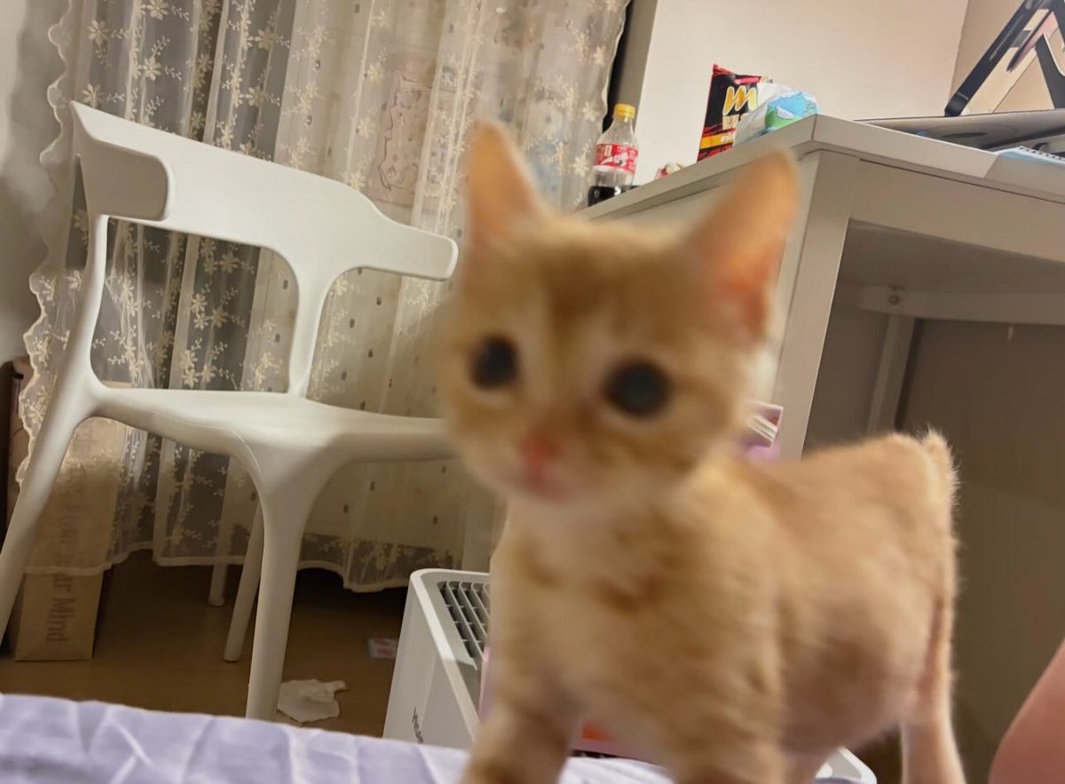 catsdotjpg's tweet photo. https://t.co/skcePoMvo6