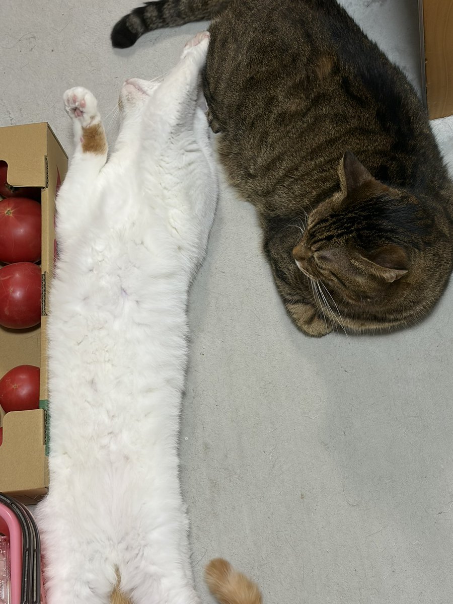 OneshotaLOVE's tweet photo. #ねこ
やまひら https://t.co/SgiNvcjm1e