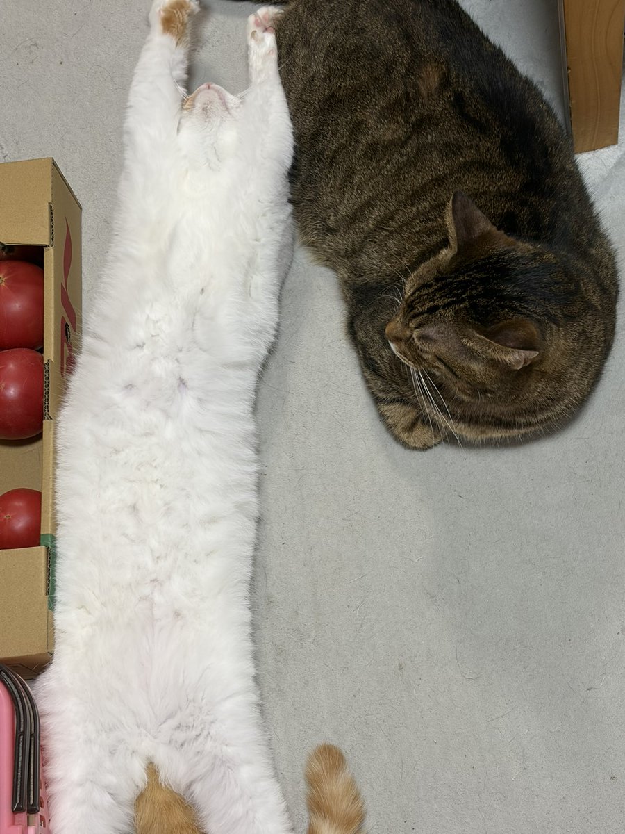 OneshotaLOVE's tweet photo. #ねこ
やまひら https://t.co/SgiNvcjm1e