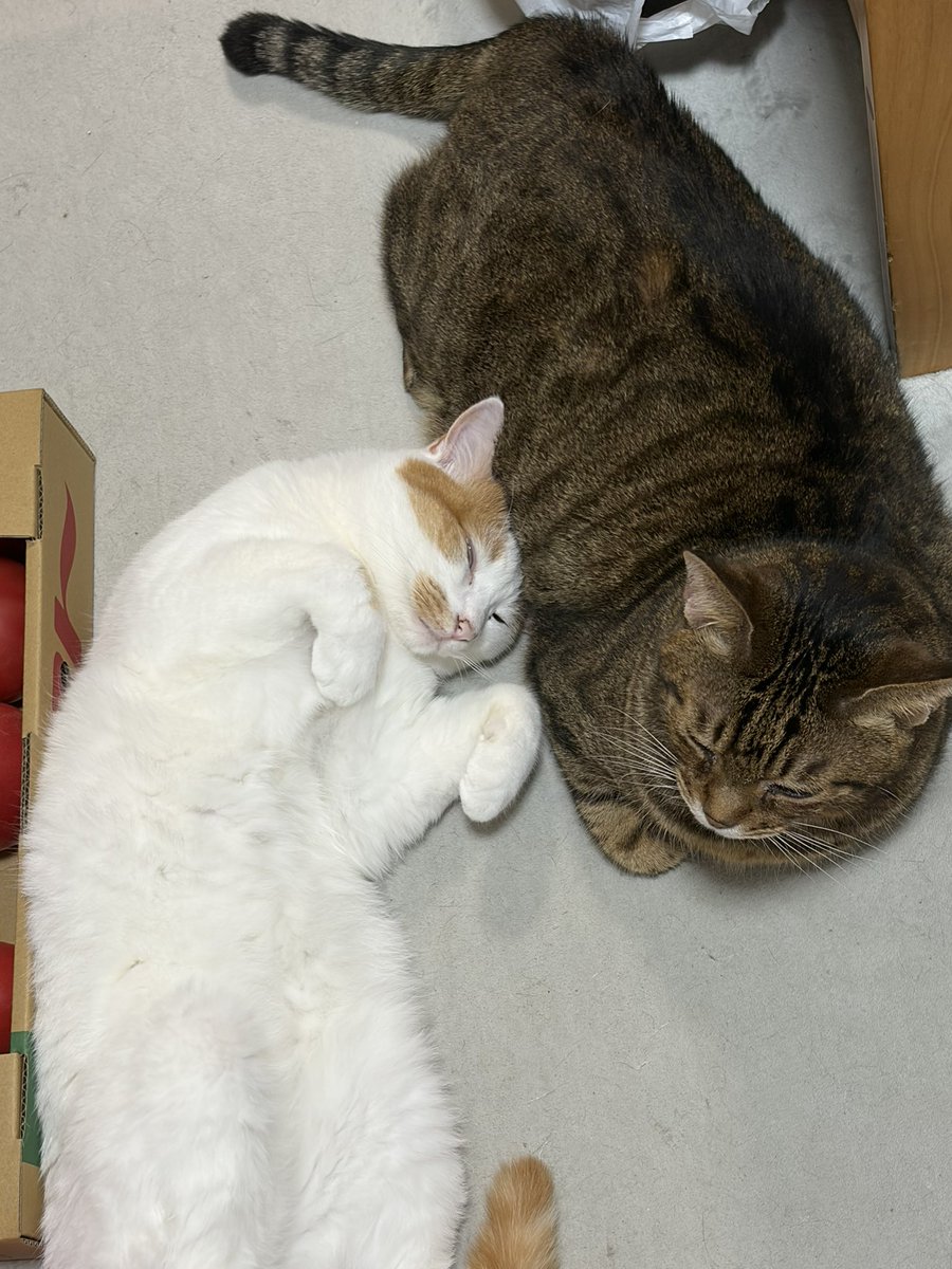 OneshotaLOVE's tweet photo. #ねこ
やまひら https://t.co/SgiNvcjm1e