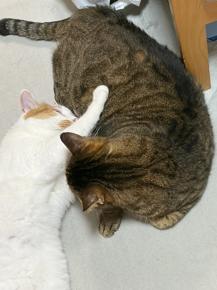 OneshotaLOVE's tweet photo. #ねこ
やまひら https://t.co/SgiNvcjm1e