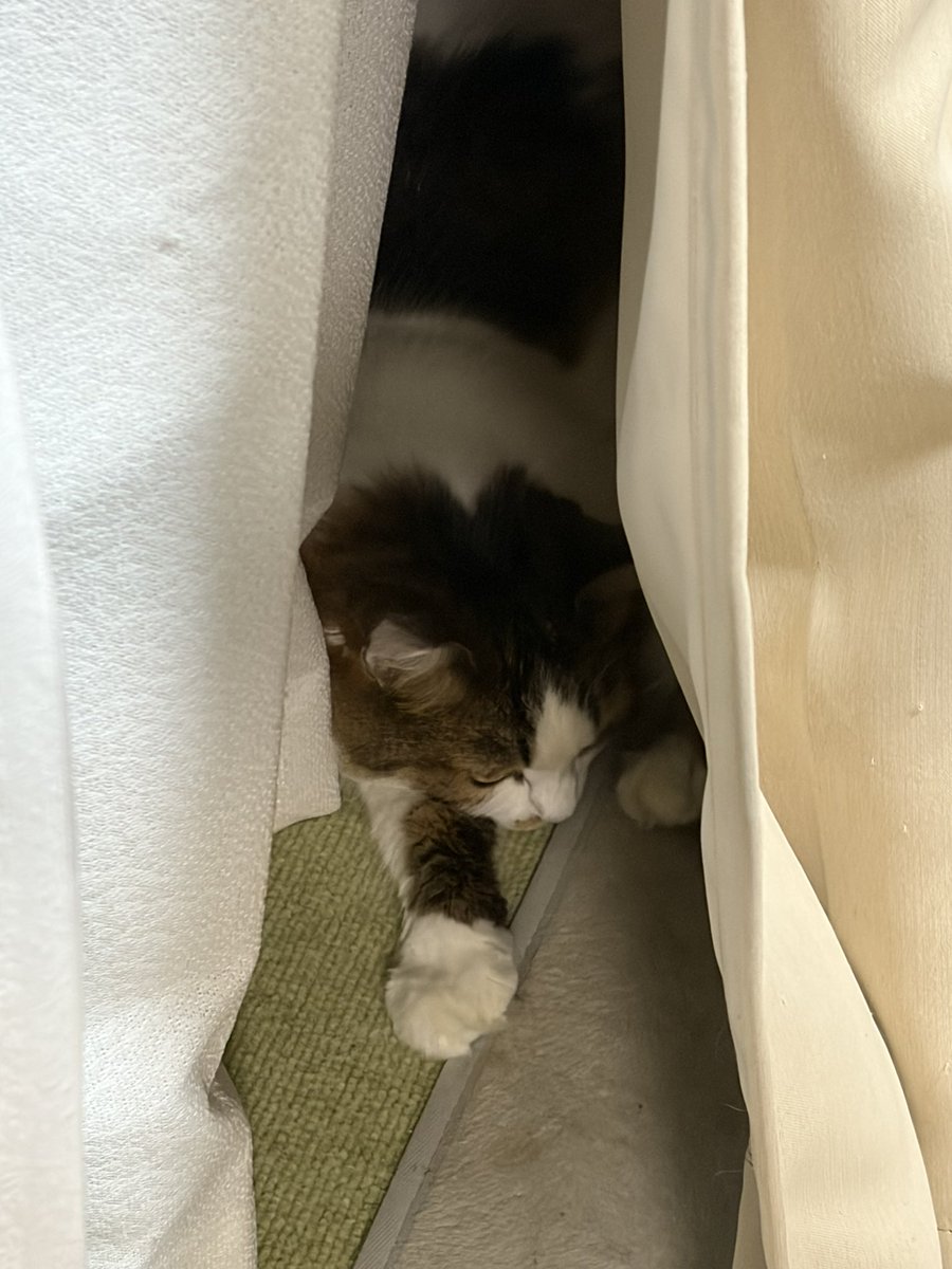 OneshotaLOVE's tweet photo. #猫
もも https://t.co/OyBMKwVPVI