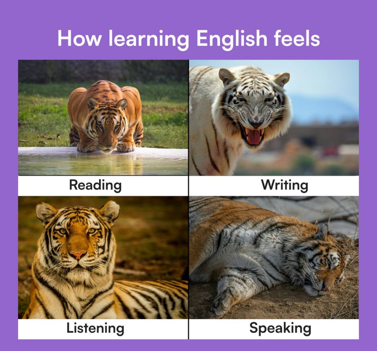 DailyEngByte tweet picture