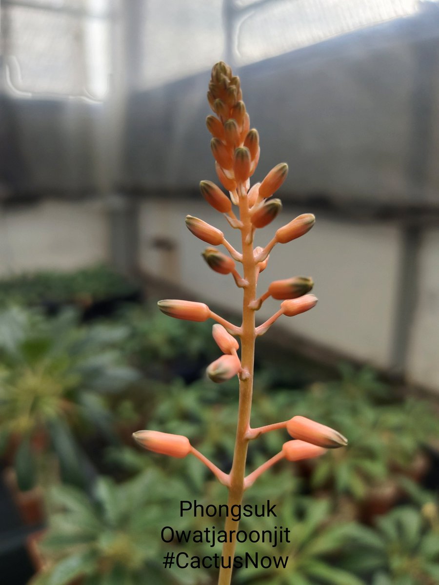 manow224's tweet photo. ท่ามกลางความหม่นหมอง ก็หันมามองดอกไม้ 😔
#Cactus #CactusNow #Aloevera https://t.co/y2IM4auEiM