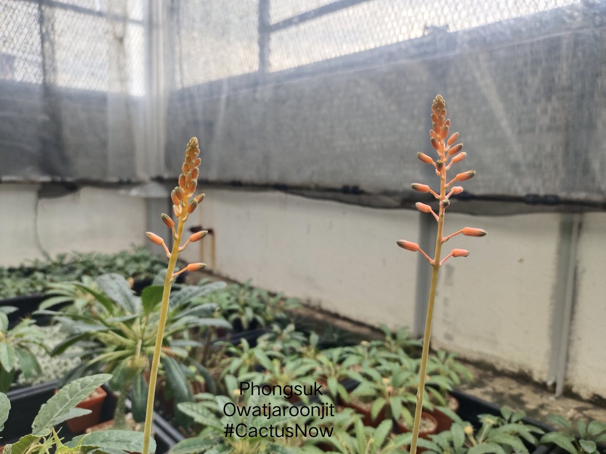 manow224's tweet photo. ท่ามกลางความหม่นหมอง ก็หันมามองดอกไม้ 😔
#Cactus #CactusNow #Aloevera https://t.co/y2IM4auEiM