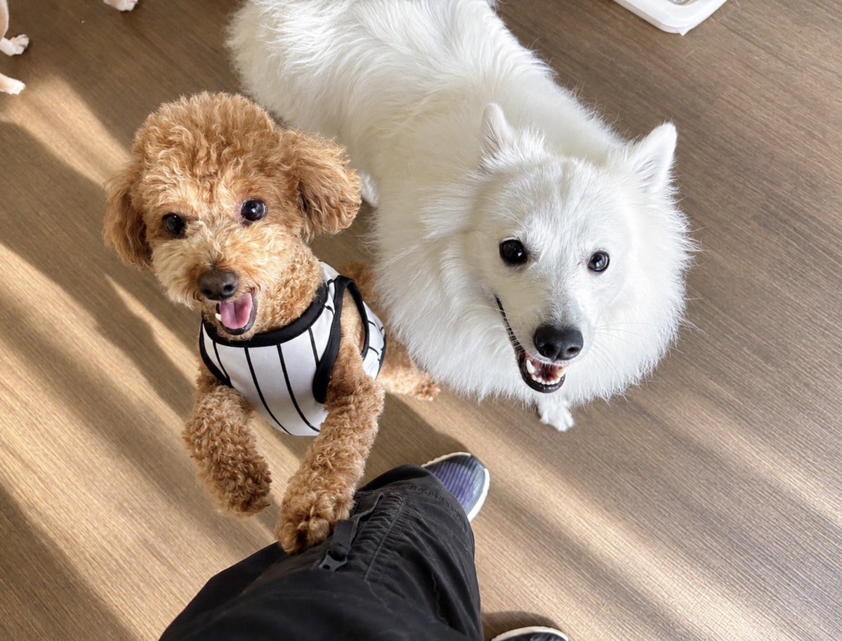 SPGAmexJpn's tweet photo. 犬のようちえん🐾今日は仲良しのスピッツのお友達と沢山遊べたみたい。 https://t.co/b7rGnUSZfq