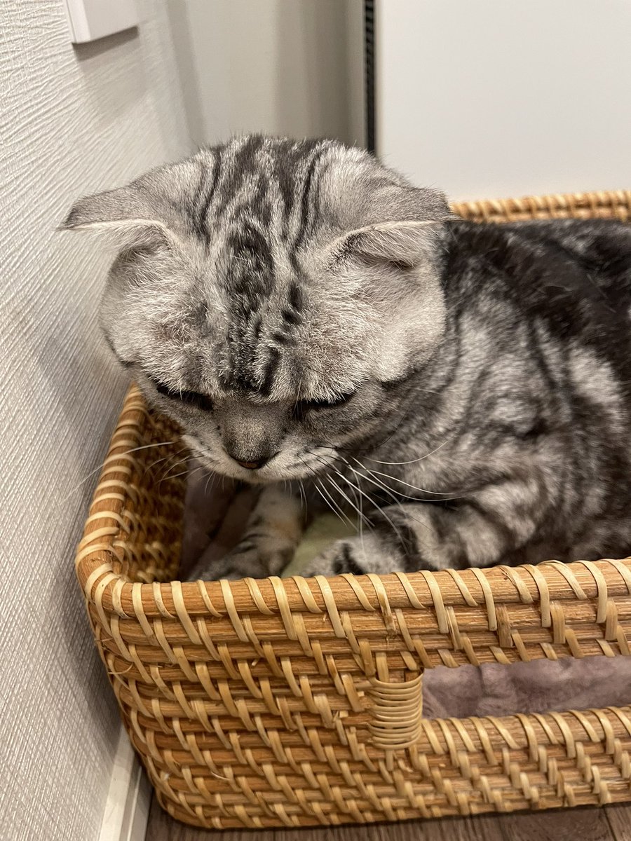 Yui_yoko1208's tweet photo. ビス、14歳のお誕生日おめでとう🐱🐾
いつもありがとう💜 https://t.co/SYiQHSBl6u