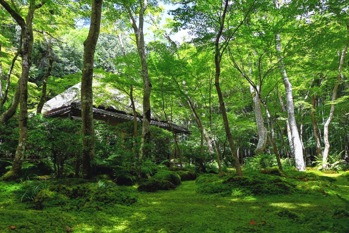 _mint1996's tweet photo. 京都の夏🎐
　　〜祇王寺

平清盛の寵愛を失った白拍子・祇王が母と妹とともに隠棲した寺院

緑に包まれた境内は、暑さを忘れていまう美しい景色が広がっていました🍃

＃ファインダー越しの私の世界 https://t.co/QImsmEcTTn