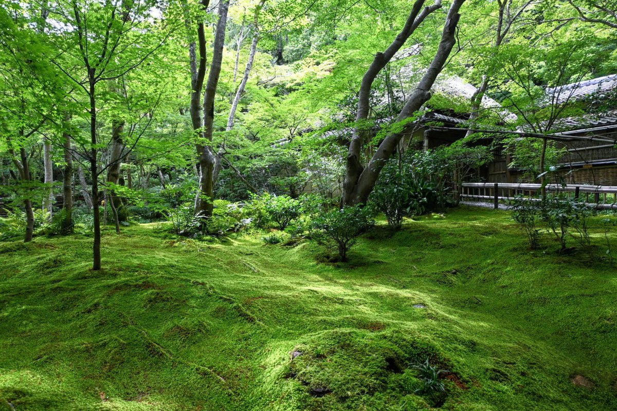 _mint1996's tweet photo. 京都の夏🎐
　　〜祇王寺

平清盛の寵愛を失った白拍子・祇王が母と妹とともに隠棲した寺院

緑に包まれた境内は、暑さを忘れていまう美しい景色が広がっていました🍃

＃ファインダー越しの私の世界 https://t.co/QImsmEcTTn