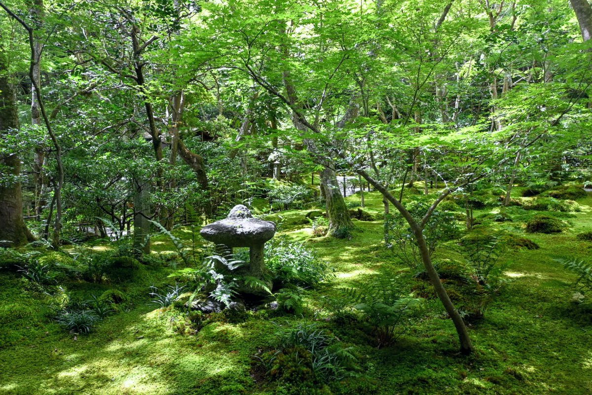 _mint1996's tweet photo. 京都の夏🎐
　　〜祇王寺

平清盛の寵愛を失った白拍子・祇王が母と妹とともに隠棲した寺院

緑に包まれた境内は、暑さを忘れていまう美しい景色が広がっていました🍃

＃ファインダー越しの私の世界 https://t.co/QImsmEcTTn