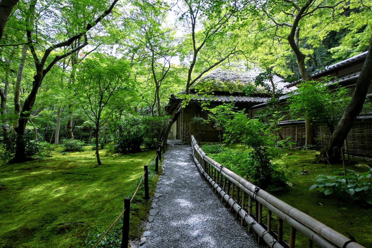 _mint1996's tweet photo. 京都の夏🎐
　　〜祇王寺

平清盛の寵愛を失った白拍子・祇王が母と妹とともに隠棲した寺院

緑に包まれた境内は、暑さを忘れていまう美しい景色が広がっていました🍃

＃ファインダー越しの私の世界 https://t.co/QImsmEcTTn