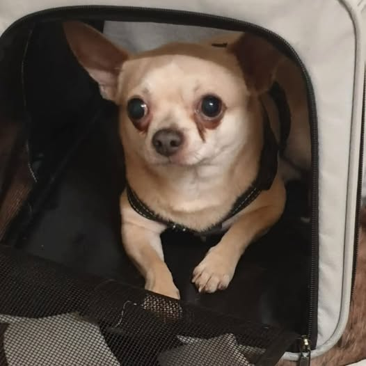 yolandaschultes's tweet photo. 17087 Altentreptow
Chihuahua in einer Transportbox und Bettchen ausgesetzt
Kopie Tierschutzverein Alentreptow
WER KENNT DIESEN KLEINEN CHIHUAHUA? 
Heute wurde dieser kleine Chihuahua in der Nähe unseres Tierheims ausgesetzt. 
Er wurde einfach zurückgelassen – zusammen mit seiner Tragetasche und seinem Bettchen. 
Aktuell wissen wir leider noch nicht, ob es sich um einen Rüden oder eine Hündin handelt. Der kleine Schatz ist verständlicherweise sehr verunsichert und skeptisch und schnappt momentan noch nach uns, weshalb wir ihn nicht bedrängen möchten.
Auch nach einem Chip konnten wir bislang noch nicht schauen. Sobald es möglich ist und wir ihn sicher untersuchen können, werden wir das natürlich nachholen.
Kennt jemand diesen Chihuahua oder weiß, wo er hingehört?
Vielleicht erkennt ihn jemand aus der Nachbarschaft oder kennt seine Geschichte.
Bitte teilt diesen Beitrag, damit wir möglichst schnell herausfinden können, woher der kleine Kerl/die kleine Maus kommt. 
Nachtrag: Es ist ein Rüde, gechippt, nicht registriert
+49 3961 229946
info@tierheim-altentreptowev.de
