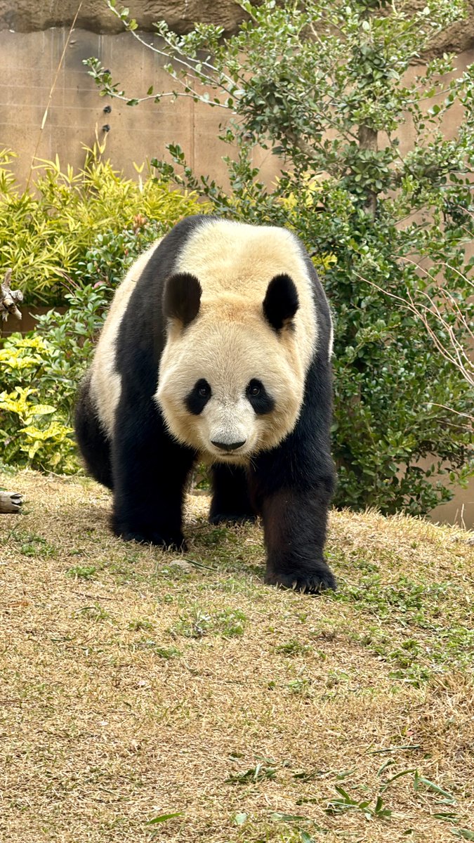kedama_o_o's tweet photo. #上野動物園 #パンダ #シャオシャオ
2024-03-24 https://t.co/Wsq2ynz2U8