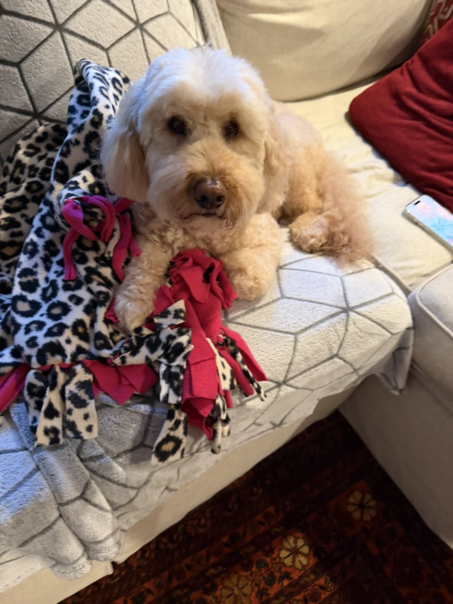 TCKyriakides's tweet photo. Μια καλημέρα ήρθε το κορίτσι να πει…
#dogsofBethany https://t.co/Y8uxKHV3II
