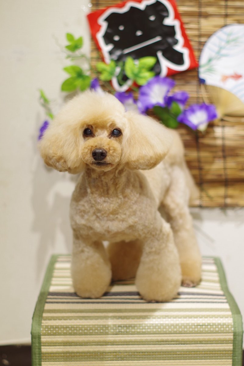 1Dogspace's tweet photo. シャンプーカットコースでご来店のプードル君
次回のご予約ありがとうございます  

★只今 8月、9月のご予約受付中★  

DogSpace#1 
大田区大森北4-12-22 
03-6404-6480  

#トリミングサロン JR大森駅 #犬 
#トイプードル　#プードル https://t.co/G9JpVZU7rN