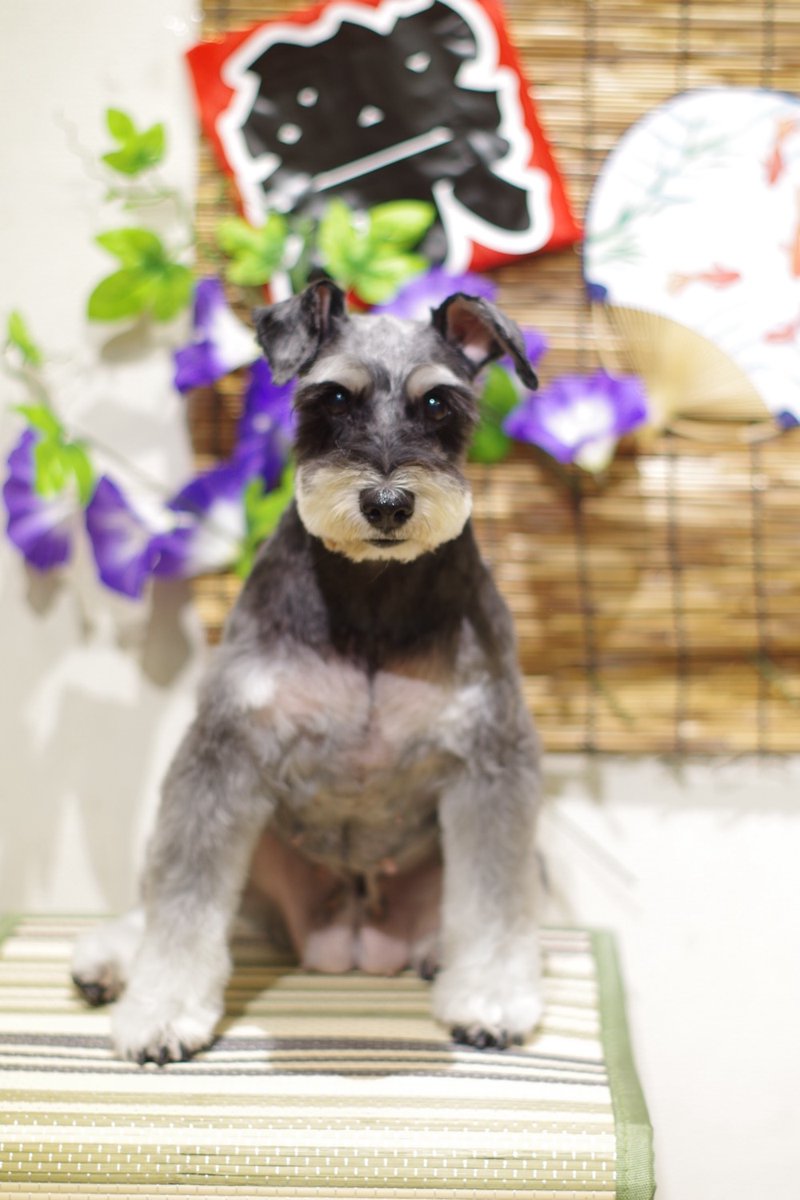 1Dogspace's tweet photo. シャンプーカットコースでご来店のシュナウザーちゃん
次回のご予約ありがとうございます

★只今 8月、9月のご予約受付中★

DogSpace#1
大田区大森北4-12-22
03-6404-6480

#トリミングサロン JR大森駅 #犬
#シュナウザー #ミニチュアシュナウザー https://t.co/WnIodX5X9B