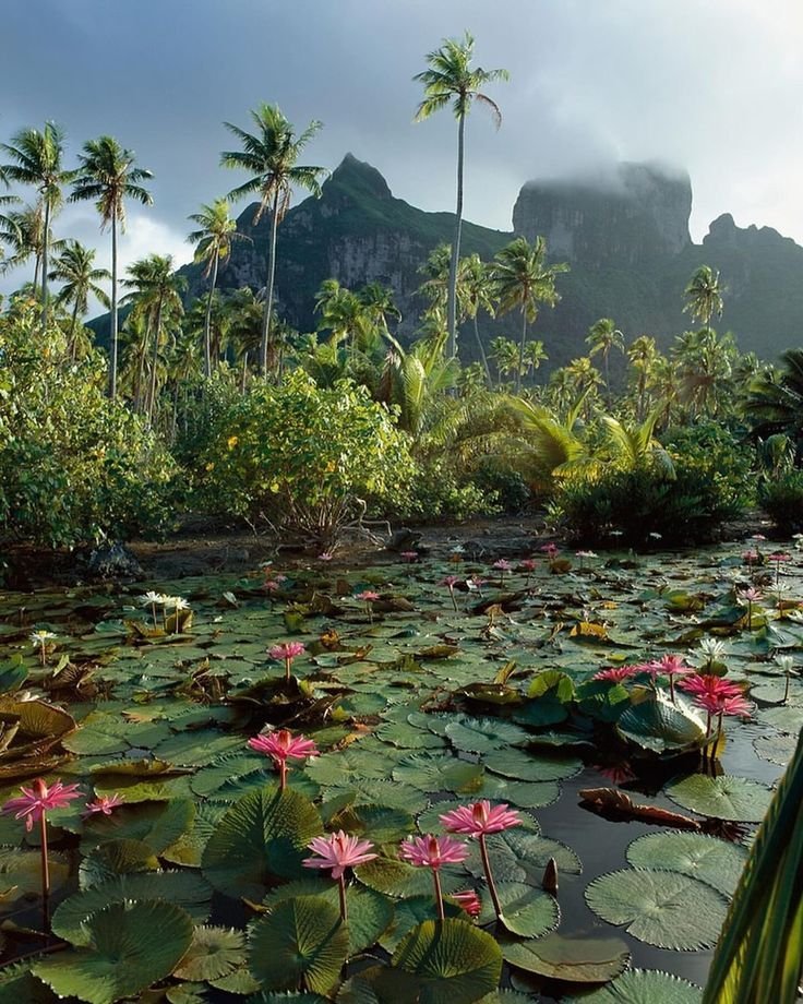 flower6260's tweet photo. French Polynesia https://t.co/9lYIurvaE8