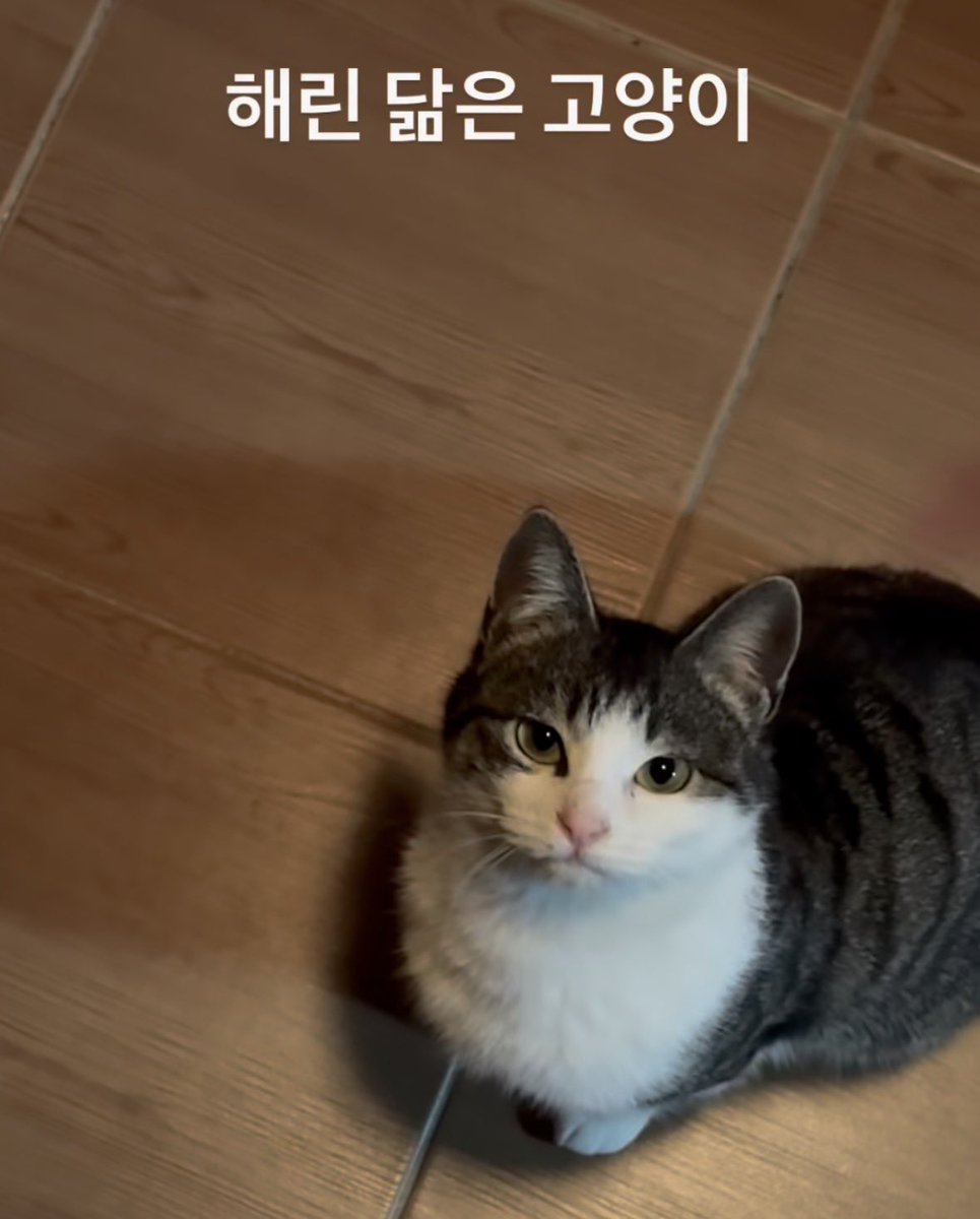 n6k4vq's tweet photo. 나 릴스에서 해린이 닮은 고양이 봄 
근데 진짜 닮았음 ㄹㅇ https://t.co/91oRQq0iEE