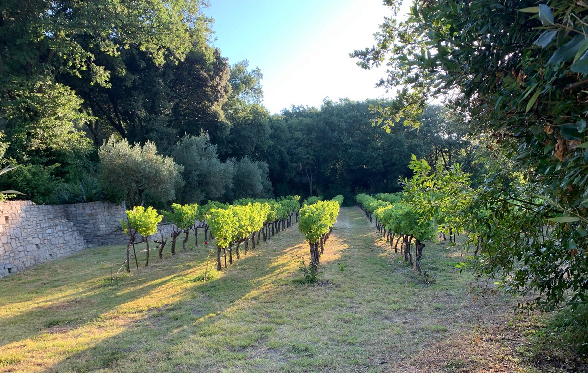 JMCambaceres's tweet photo. #GFAviticolemasMathieu 30. Les #Blancs sont mûrs, les #vendanges commenceront le 17 août. Pour les #Rouges, paradoxalement, les canicules n’ont pas avancé la #maturité et ont plutôt bloqué la croissance. Vendanges pas avant début septembre. @AmisMasMathieu https://t.co/eRmT8ufEem