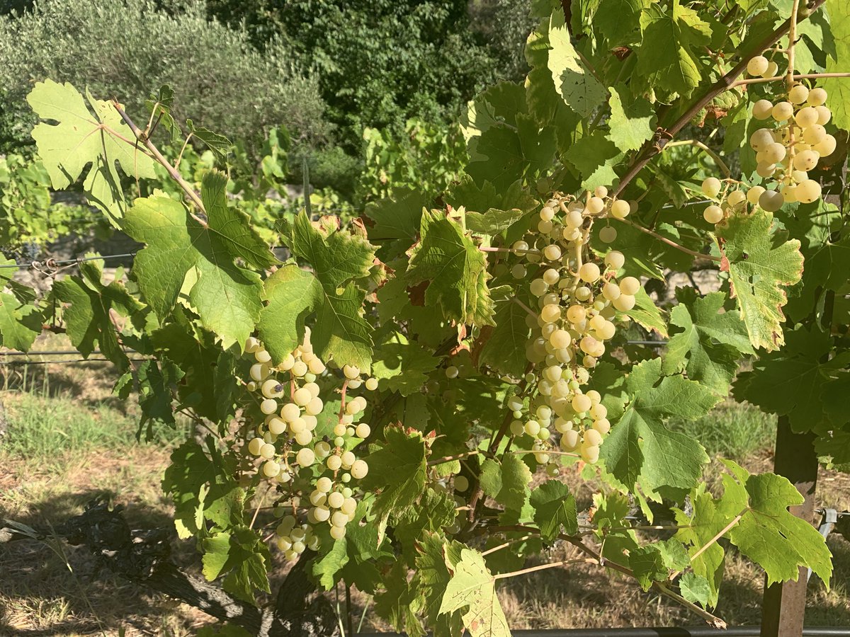 JMCambaceres's tweet photo. #GFAviticolemasMathieu 30. Les #Blancs sont mûrs, les #vendanges commenceront le 17 août. Pour les #Rouges, paradoxalement, les canicules n’ont pas avancé la #maturité et ont plutôt bloqué la croissance. Vendanges pas avant début septembre. @AmisMasMathieu https://t.co/eRmT8ufEem