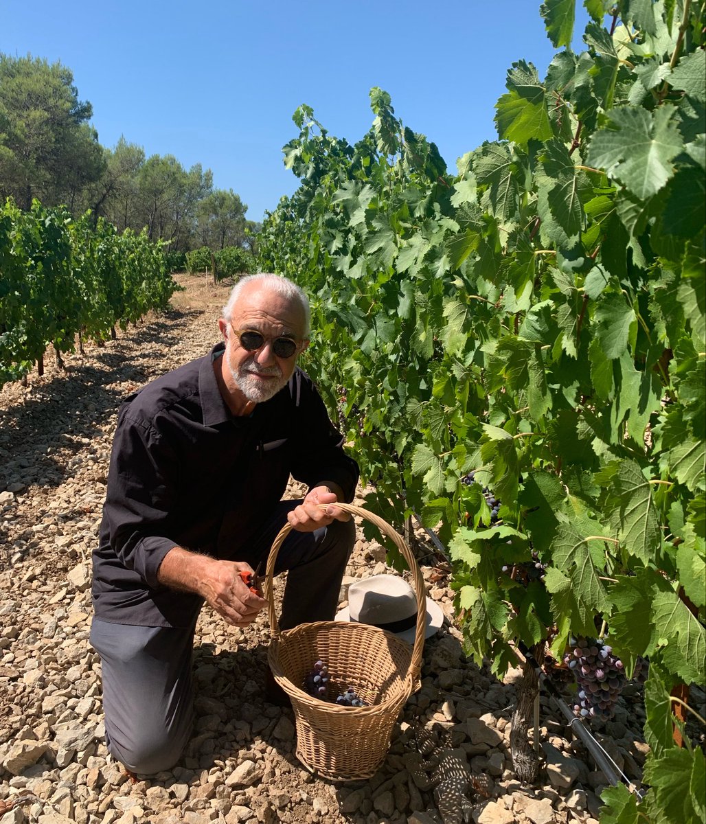 JMCambaceres's tweet photo. #GFAviticolemasMathieu 30. Les #Blancs sont mûrs, les #vendanges commenceront le 17 août. Pour les #Rouges, paradoxalement, les canicules n’ont pas avancé la #maturité et ont plutôt bloqué la croissance. Vendanges pas avant début septembre. @AmisMasMathieu https://t.co/eRmT8ufEem