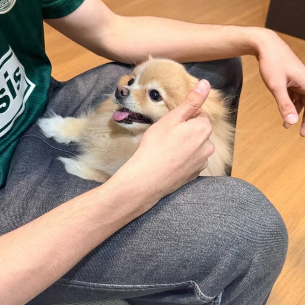 geonxinary's tweet photo. the difference between bella with joss vs bella with gawin, and miso with joss vs miso with gawin….. i’m crying lol they’re way too cute 🤏🏻🤣 https://t.co/cuJdKtQsk3
