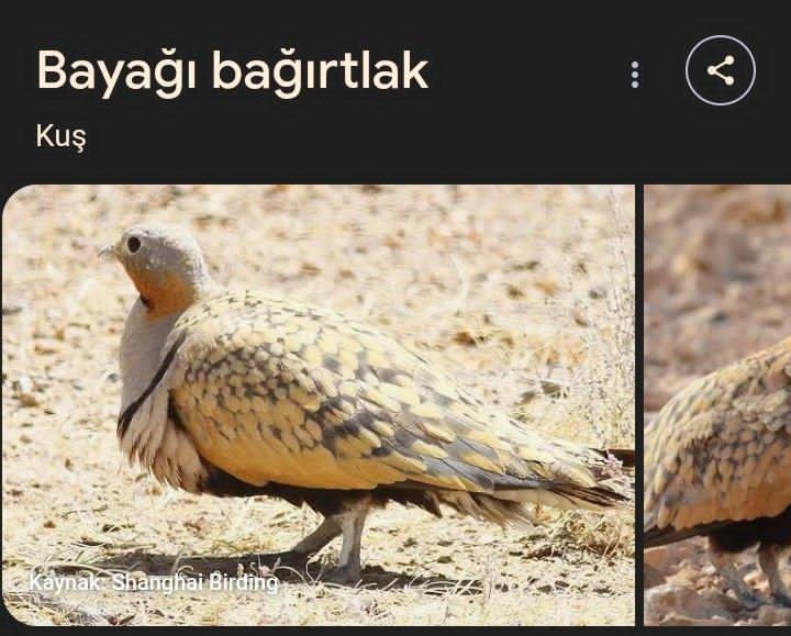 shildraa's tweet photo. Kız: ismi güzel karizmatik olan kuşlar bal olsaymış

; https://t.co/47PhZJNA1u