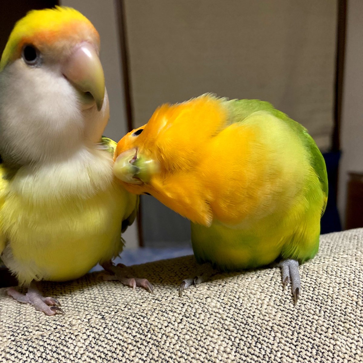 jimi_gure's tweet photo. グリみかんの写真送ってもらった📷️
元気そうで何より〜🦜🦜💞 https://t.co/NrS1mvvMAy