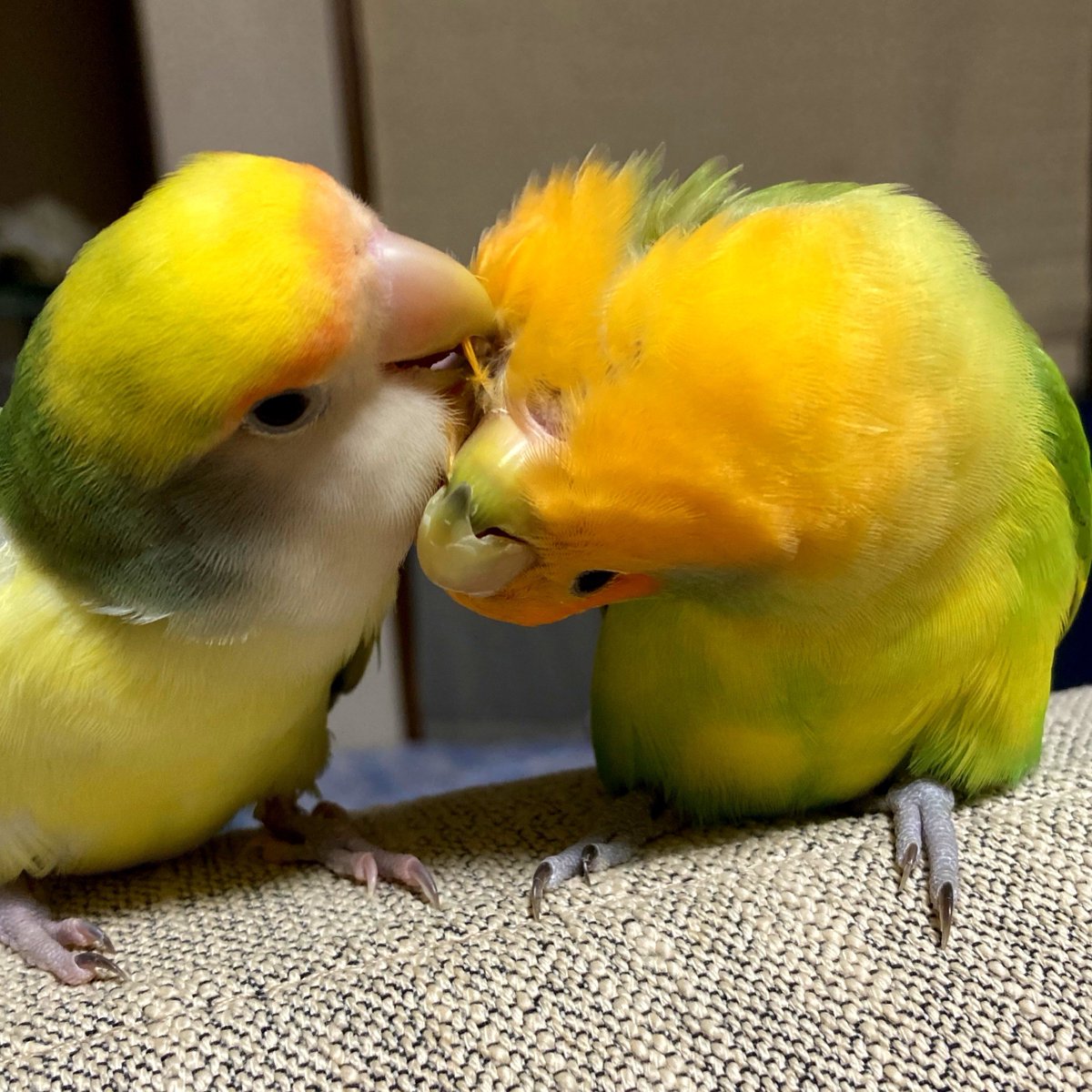 jimi_gure's tweet photo. グリみかんの写真送ってもらった📷️
元気そうで何より〜🦜🦜💞 https://t.co/NrS1mvvMAy