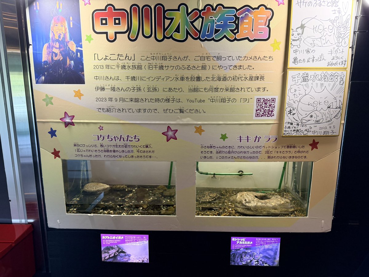 3_3rie's tweet photo. 千歳水族館♪

隣の川を直接覗けるのがお気に入り
小さい水族館だけど面白いんだよな

しょこたんが飼ってた亀もいるしw https://t.co/JD79F1M0BL