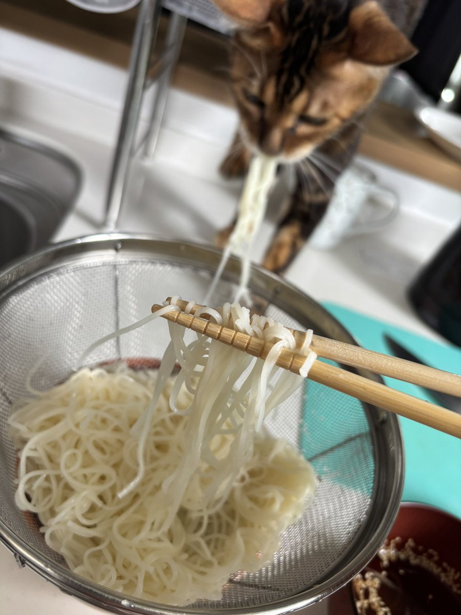 pgpei98's tweet photo. 一緒にそうめん食うのやめれる？ https://t.co/uCxHCTlkLl
