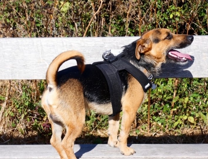 prouddevonian's tweet photo. I'd say that this is one happy little Dug ๐๐๐ #DopeyDug #BestMate https://t.co/qGNA5U1z53