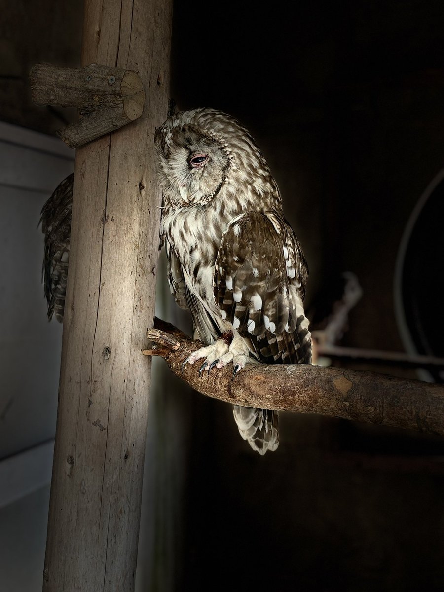 petitman7's tweet photo. フクロウって可愛いでございます🦉 https://t.co/kNoJP6OtIN