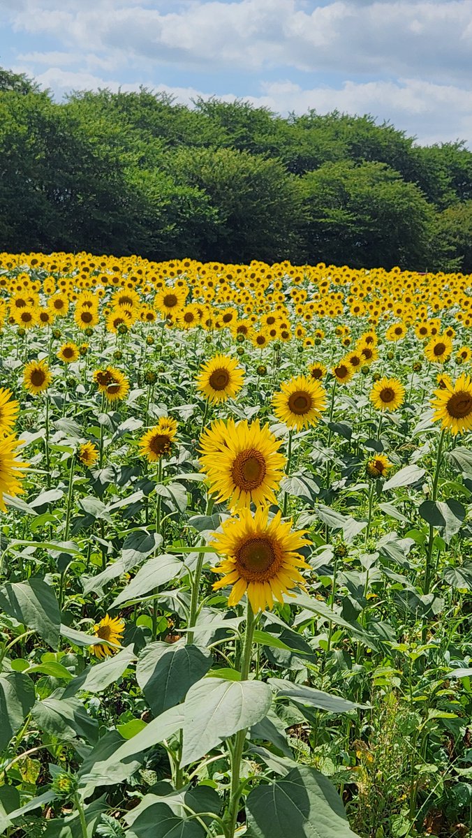 stitchinc's tweet photo. 先日ひまわり畑に行ってきました🌻金曜日～今日までの3日間ひまわりが摘めるので私は 金曜日に摘んで来ました。 https://t.co/8EKDnCPJt2
