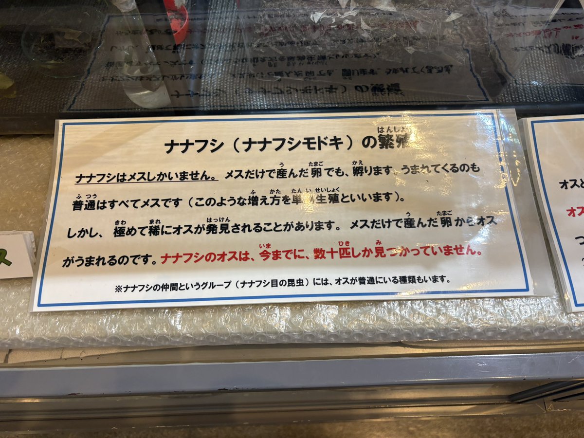 petitman7's tweet photo. 日本史の中で数十例しか確認されてない超絶激レア種、ナナフシモドキのオスを見ることが出来た🕵️‍♂️

ウルトラレア過ぎて、説明してくれたスタッフの熱量半端なかった笑

けどいいもん見れました🐛🐞🐜🐝

@studio_glow_inc  #スタジオグロー　#ColorSing #ナナフシモドキ
 #市川市動植物園 #市川市 https://t.co/NfUkbB6nd2