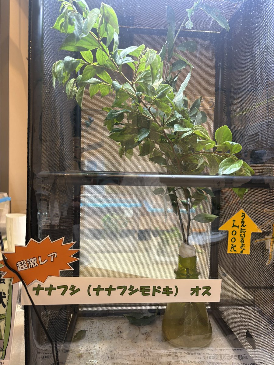petitman7's tweet photo. 日本史の中で数十例しか確認されてない超絶激レア種、ナナフシモドキのオスを見ることが出来た🕵️‍♂️

ウルトラレア過ぎて、説明してくれたスタッフの熱量半端なかった笑

けどいいもん見れました🐛🐞🐜🐝

@studio_glow_inc  #スタジオグロー　#ColorSing #ナナフシモドキ
 #市川市動植物園 #市川市 https://t.co/NfUkbB6nd2