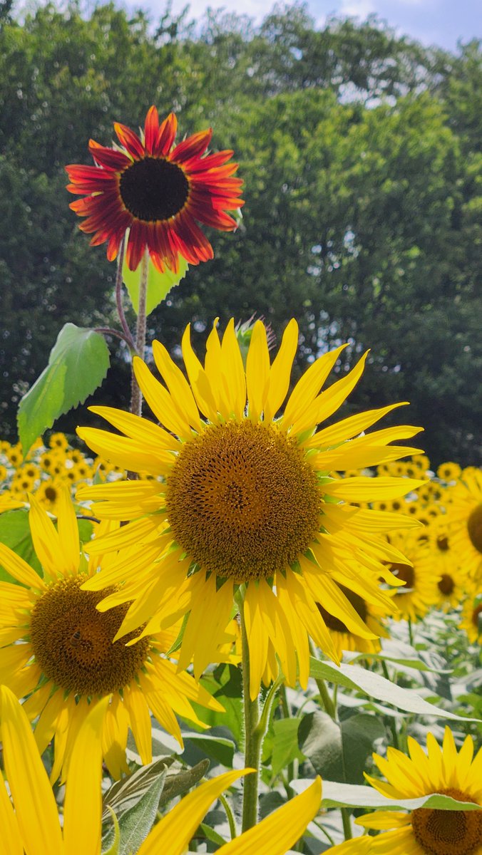 stitchinc's tweet photo. 先日ひまわり畑に行ってきました🌻金曜日～今日までの3日間ひまわりが摘めるので私は 金曜日に摘んで来ました。 https://t.co/8EKDnCPJt2