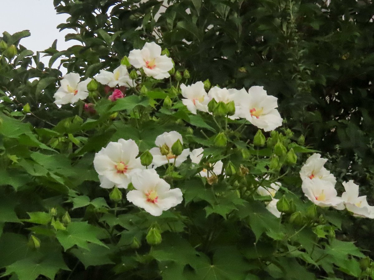 Walking801's tweet photo. 写真日記（8月9日）#川西市 #川西写真散歩
　スイフヨウが咲いてきました。早朝に撮ったので白色ですが、昨日咲いた分は赤くなっています。 https://t.co/R8ZUV8lsgv