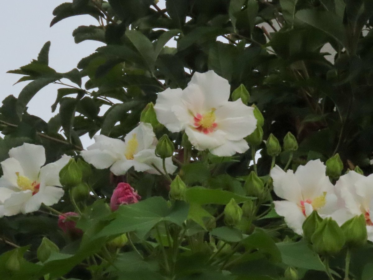 Walking801's tweet photo. 写真日記（8月9日）#川西市 #川西写真散歩
　スイフヨウが咲いてきました。早朝に撮ったので白色ですが、昨日咲いた分は赤くなっています。 https://t.co/R8ZUV8lsgv