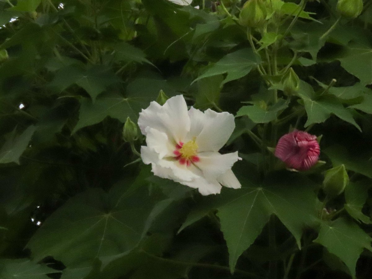 Walking801's tweet photo. 写真日記（8月9日）#川西市 #川西写真散歩
　スイフヨウが咲いてきました。早朝に撮ったので白色ですが、昨日咲いた分は赤くなっています。 https://t.co/R8ZUV8lsgv