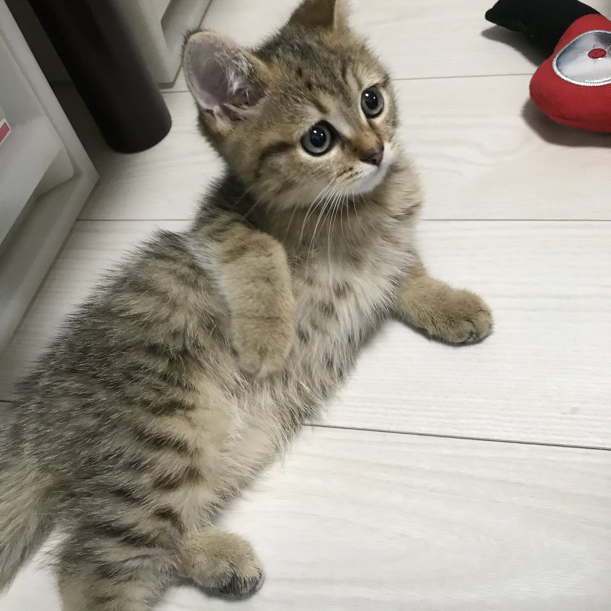 MiniraDiary's tweet photo. 家に来て2日目でこの生意気なくつろぎ方してて「コイツァ大物になるぞ…」と察した https://t.co/5r2PRQxD63