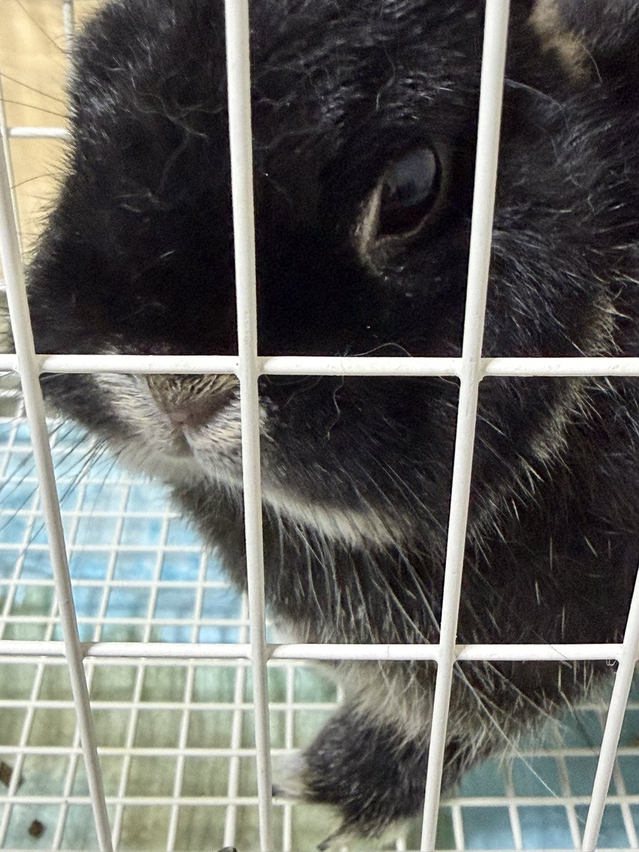 9Jmjj's tweet photo. ファミリア動物病院にて
今日は海の糞が小さくなって､水をほとんど飲まないので…
先生が居ないとうさぎさんは診てもらえないので､予約をとって行きました
腸を動かす点滴とお薬を…
#海の不調記録 https://t.co/epdCk0kJeE