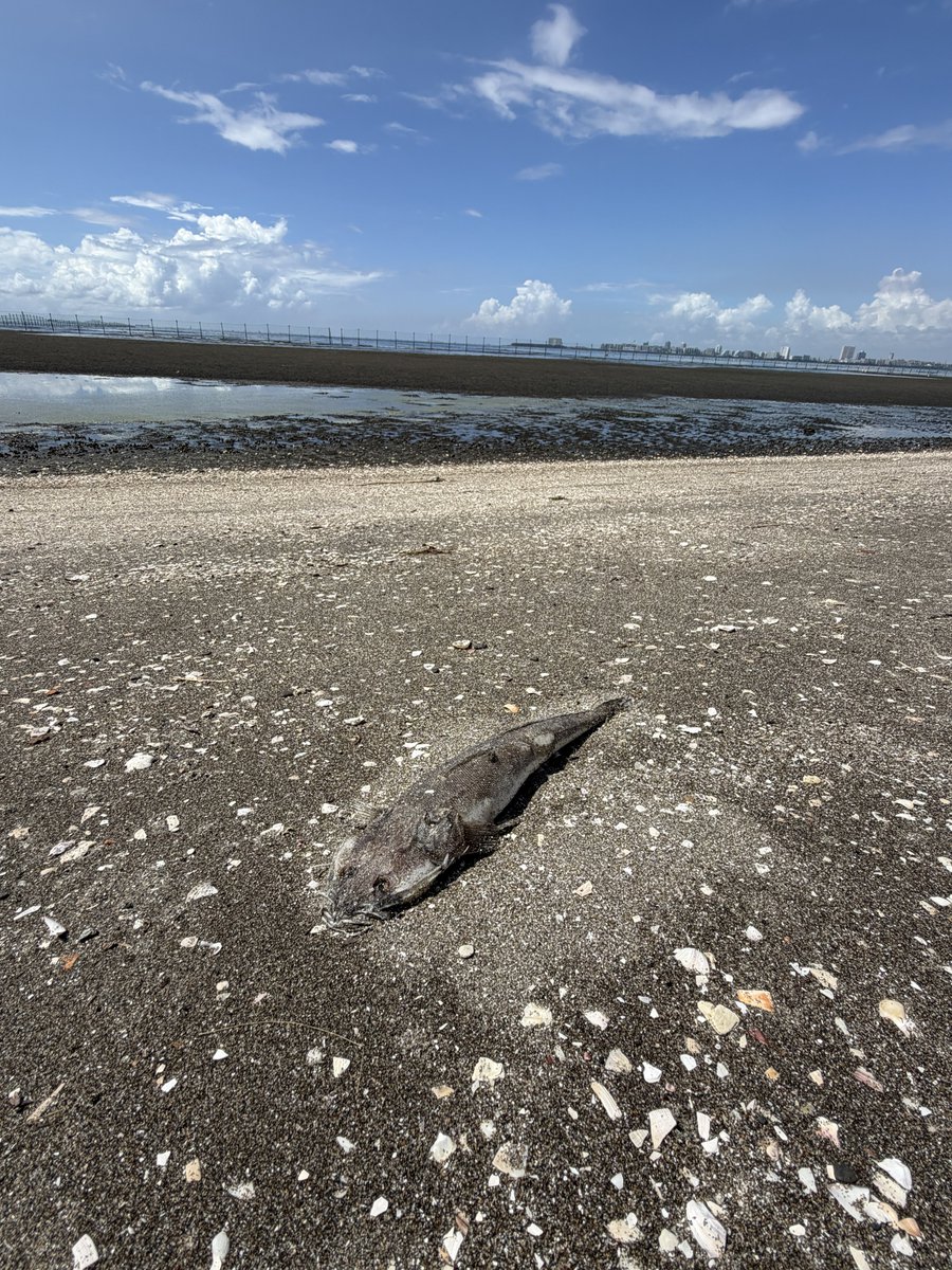 Hi_Adac's tweet photo. 青潮後の環境DNA調査。黒鯛などの死骸が浮いている光景に寂しさとともに、対策が進まないことへの憤りを感じずにはいられない。こんな光景は、もう、私たちの世代で終わらせよう。 https://t.co/TDfwCQ53rC