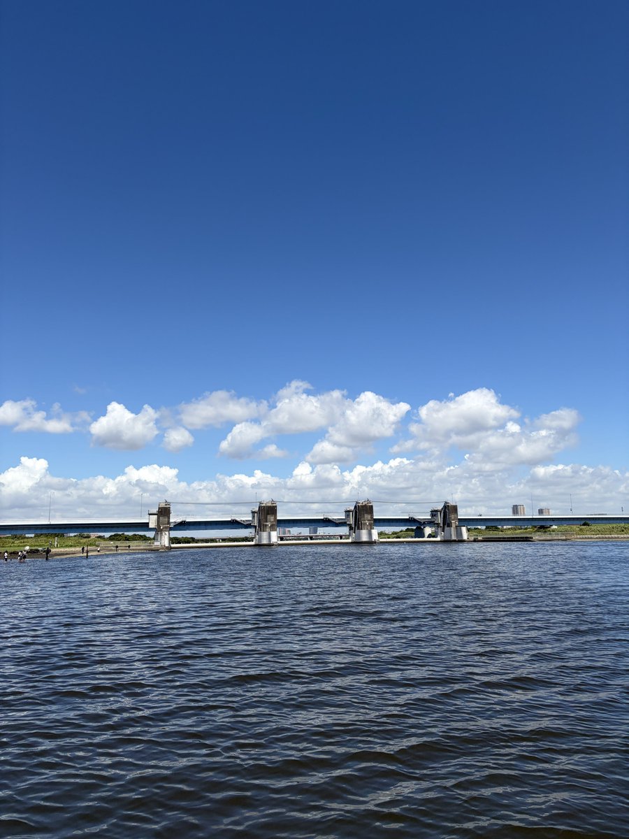 Hi_Adac's tweet photo. 青潮後の環境DNA調査。黒鯛などの死骸が浮いている光景に寂しさとともに、対策が進まないことへの憤りを感じずにはいられない。こんな光景は、もう、私たちの世代で終わらせよう。 https://t.co/TDfwCQ53rC