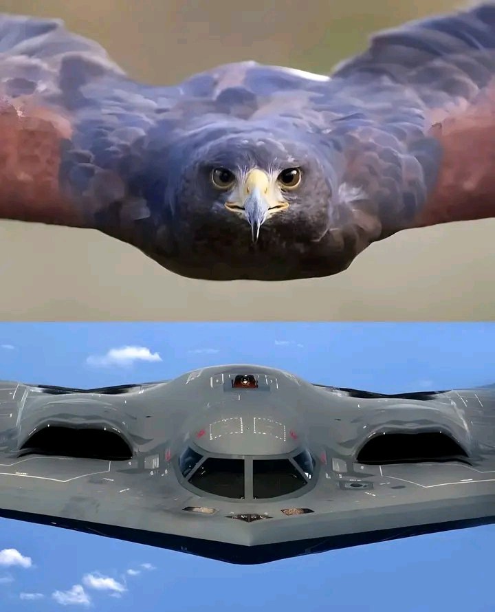Matrix2000000's tweet photo. Do u know this ❓❓❓❓❓❓ https://t.co/gGnX1nGJQ7