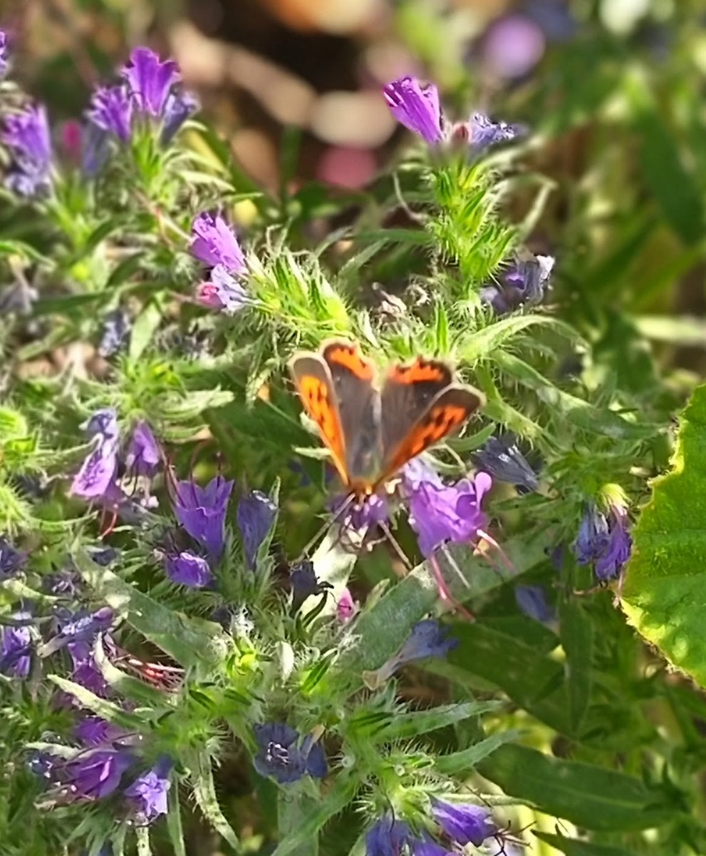 AlisonPailing's tweet photo. I just counted 8 butterflies in the Big #ButterflyCount. Help @SaveButterflies & join in https://t.co/h3OtgiIKAd #ButterflyCount
Last day today.
Pleased to spot a Small Copper , even if it meant trampling through the pumpkin growth to get a (not very good) photo. https://t.co/CvF0E3nJPU